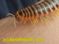 /home//u458753944/public_html/sourcegallery//////////////Insects and small critters/millipedes and centipedes/P1060962.JPG